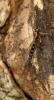 Perithous septemcinctorius